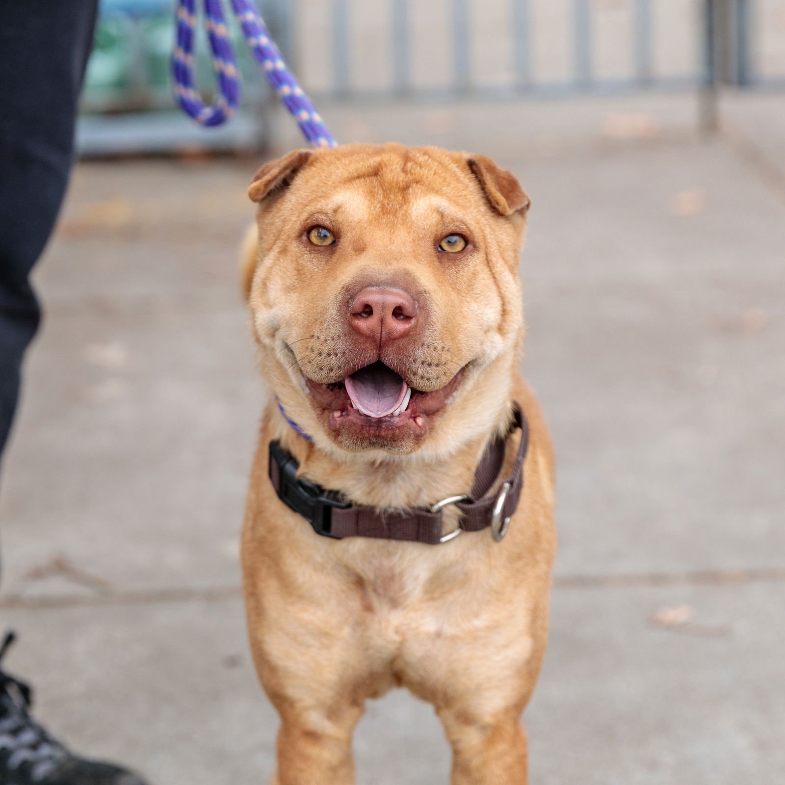 ISOBEL - Chinese Shar-Pei available for adoption