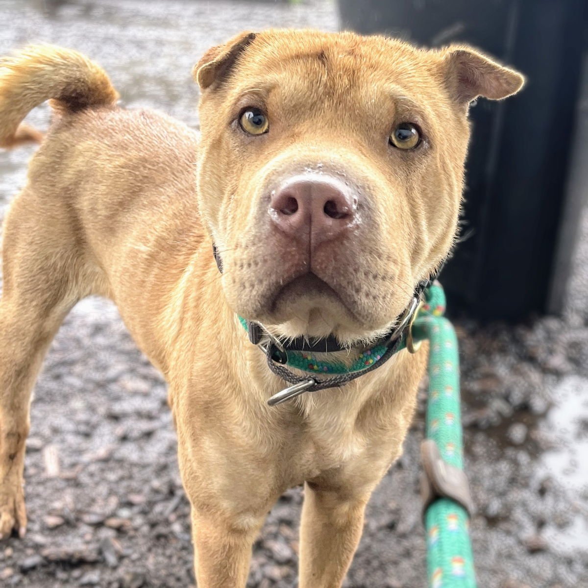 ISOBEL - Chinese Shar-Pei available for adoption