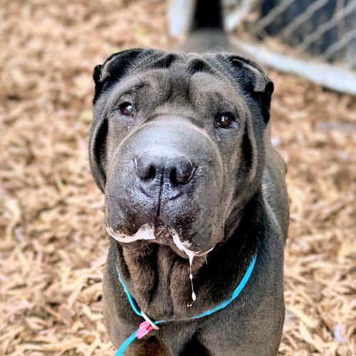 TOOTSIE - Chinese Shar-Pei available for adoption