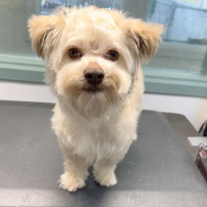 KANGA - Terrier available for adoption