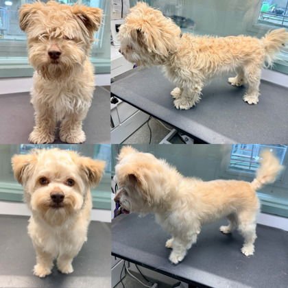 KANGA - Terrier available for adoption