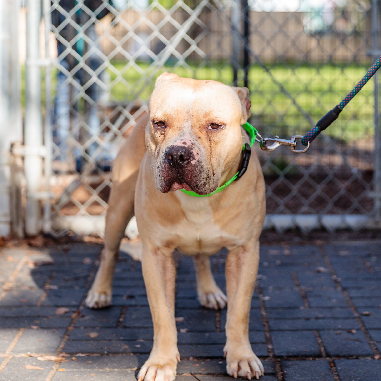 DUNCAN - Pit Bull Terrier available for adoption