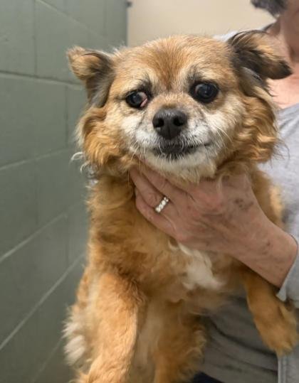 LANGDON - Terrier available for adoption