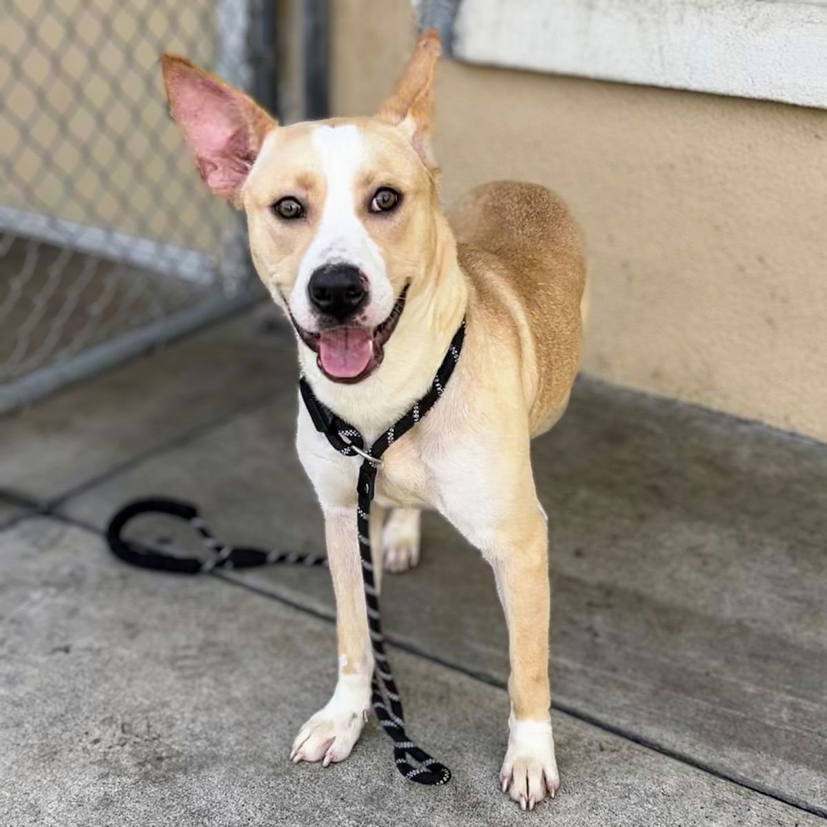 MARISOL - Husky / American Pit Bull Terrier available for adoption