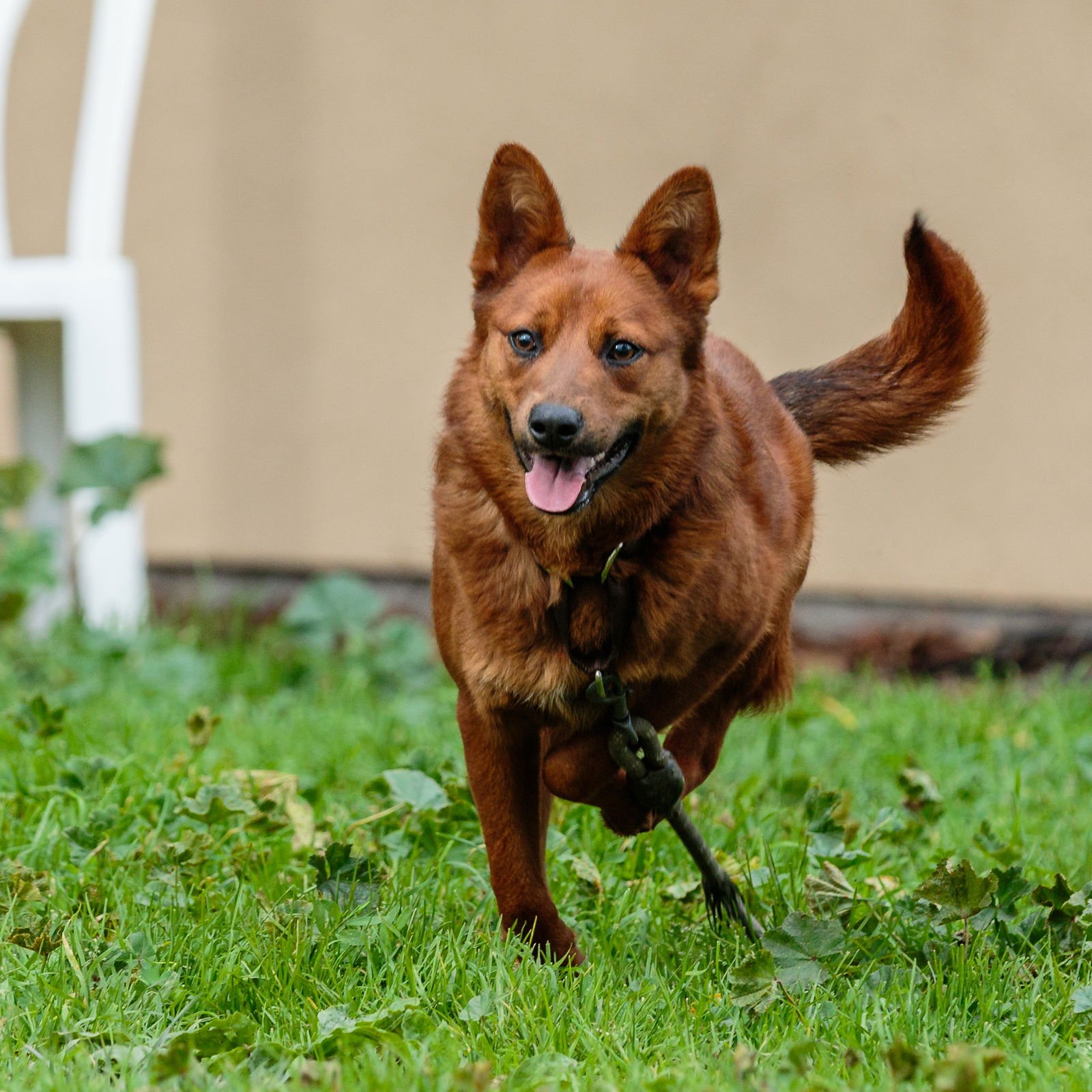 LEILA - Australian Cattle Dog/Blue Heeler available for adoption