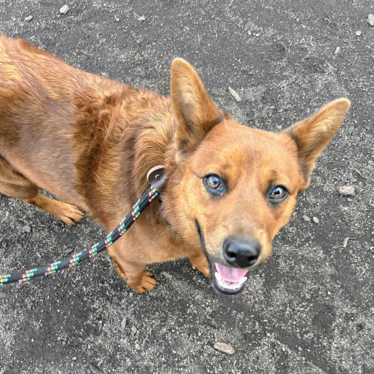 LEILA - Australian Cattle Dog/Blue Heeler available for adoption