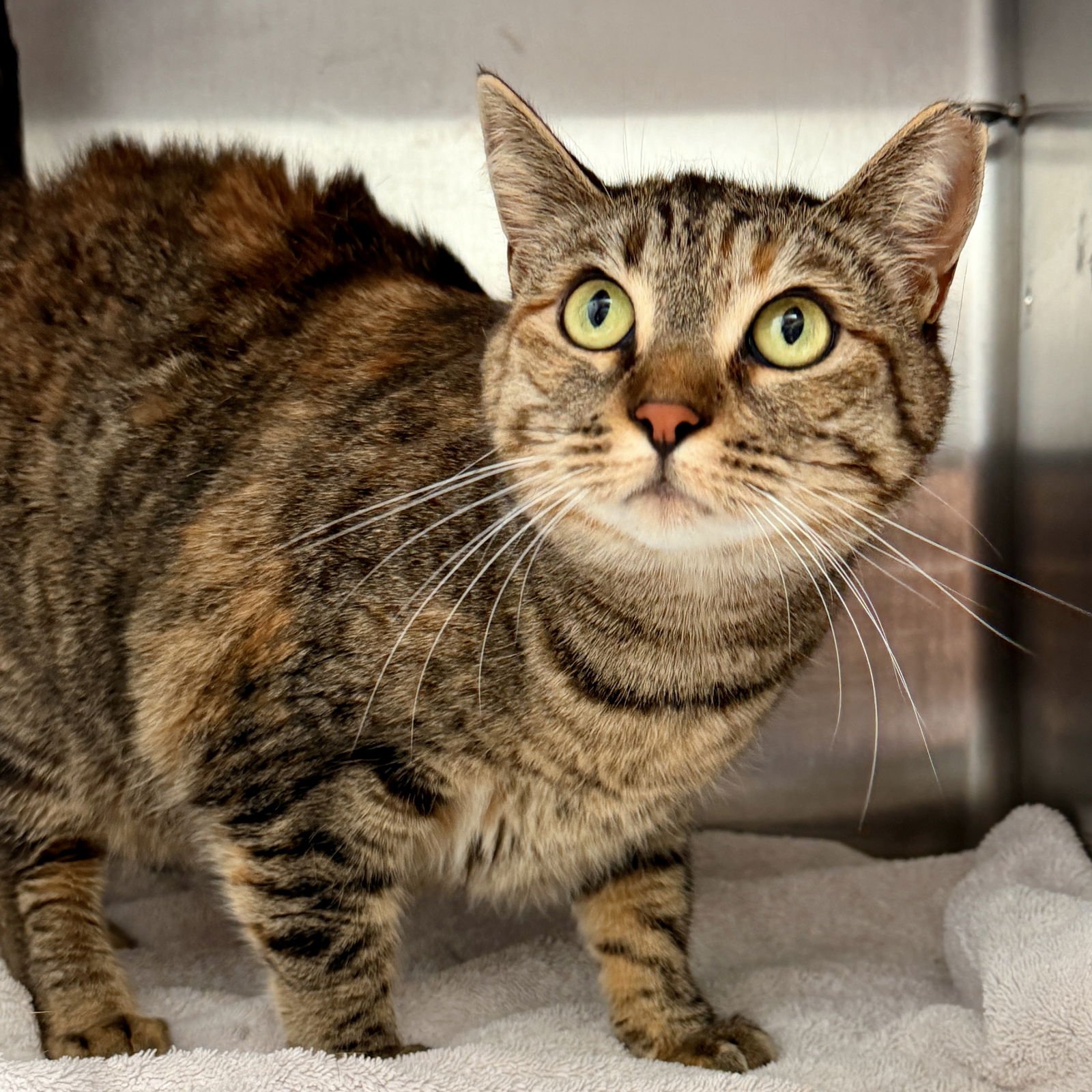 NANETTE - Domestic Short Hair available for adoption