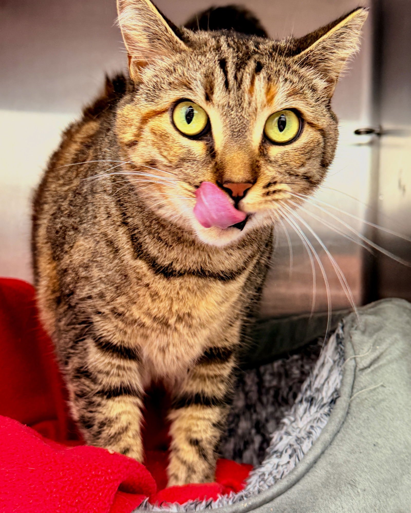 NANETTE - Domestic Short Hair available for adoption