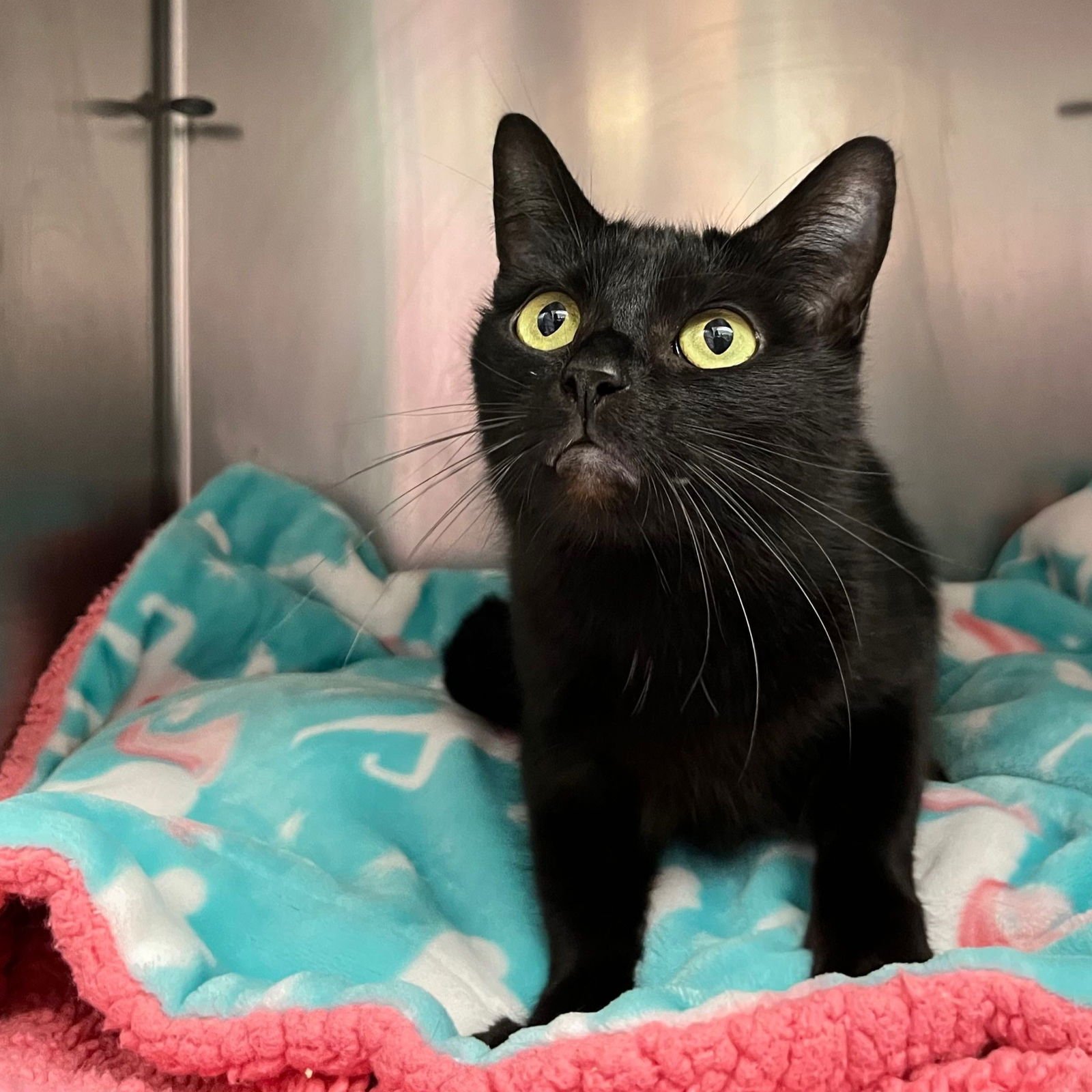 KATE (BONDED W/ EDWINA) - Domestic Short Hair available for adoption