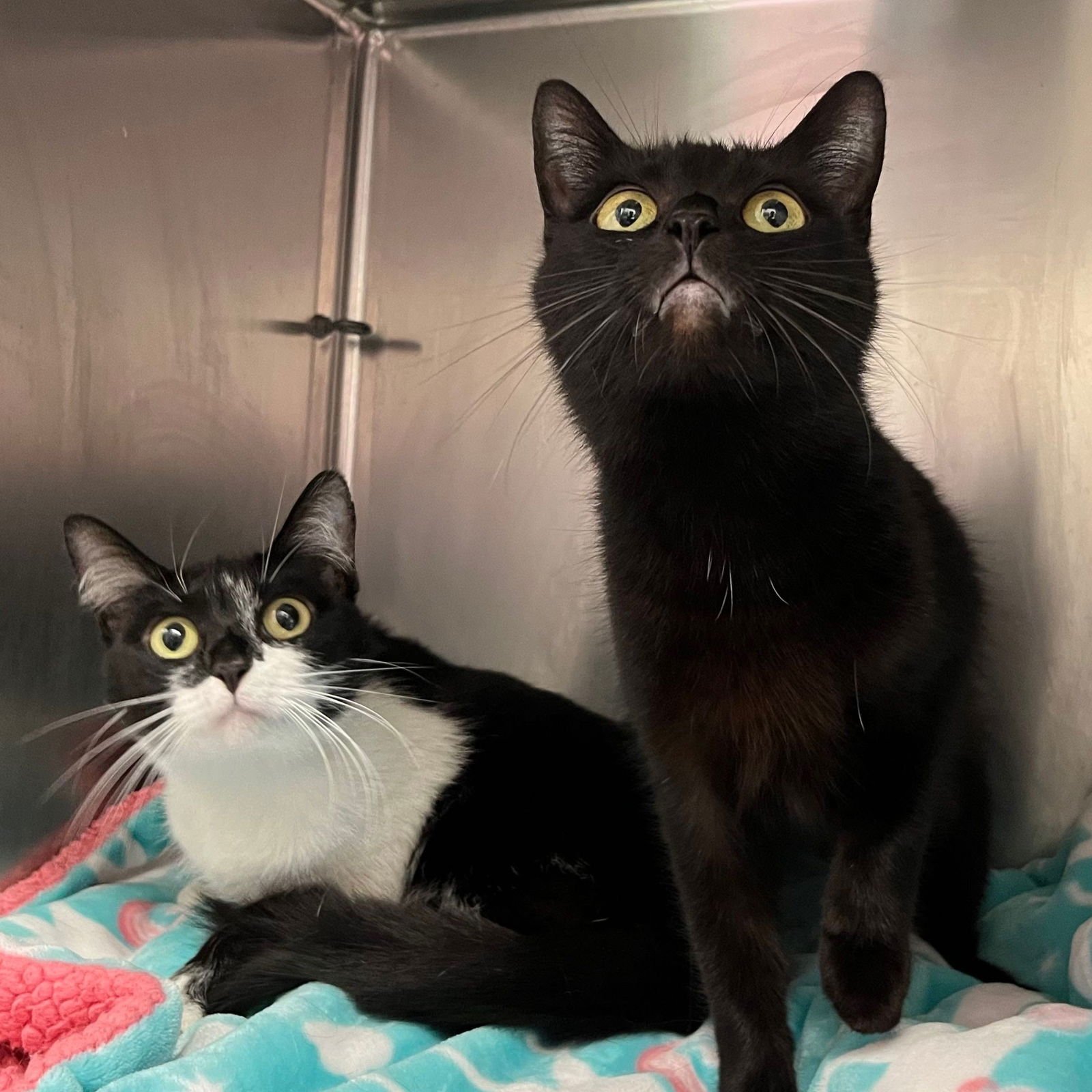 KATE (BONDED W/ EDWINA) - Domestic Short Hair available for adoption