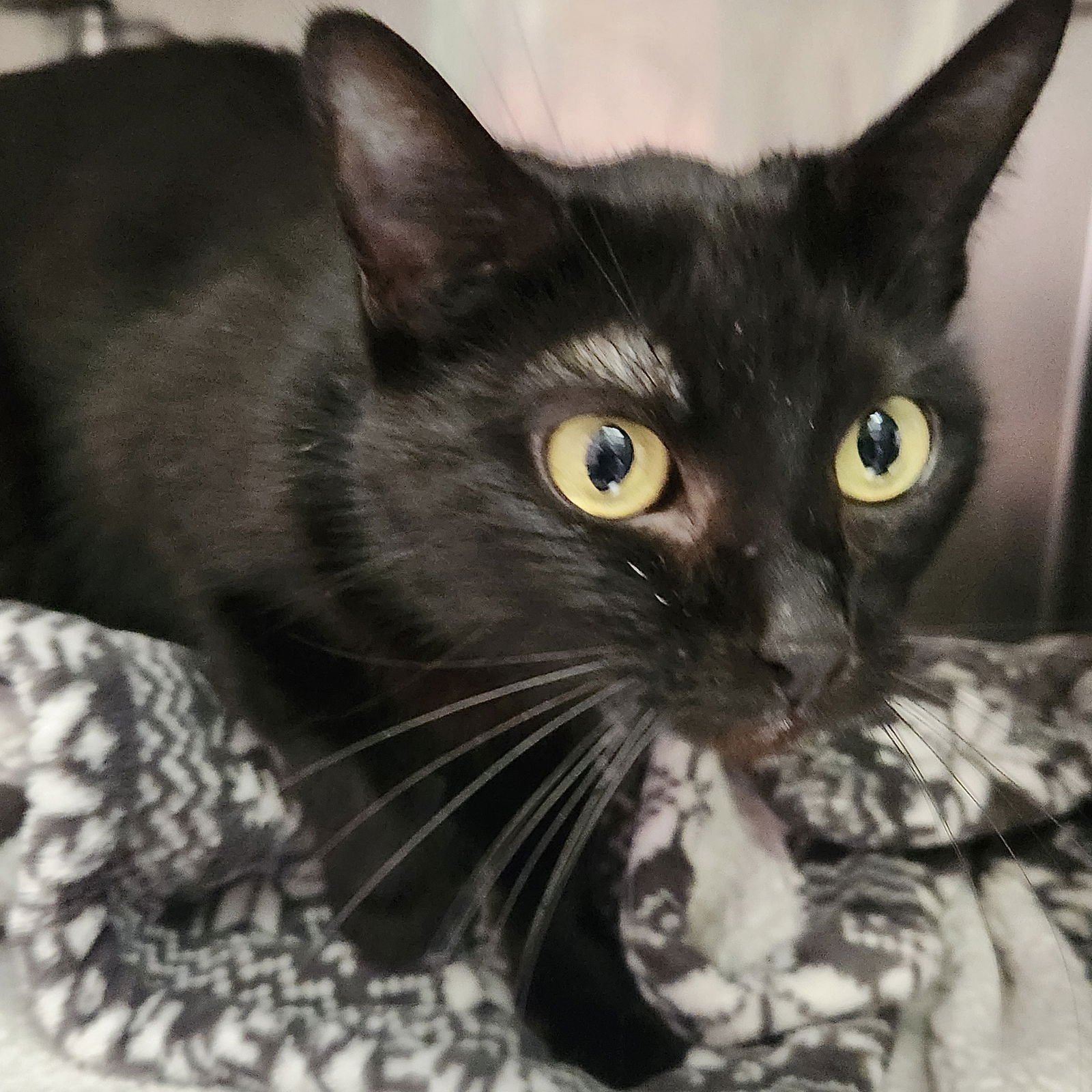 Kate (bonded w/ Edwina) - Photo 3