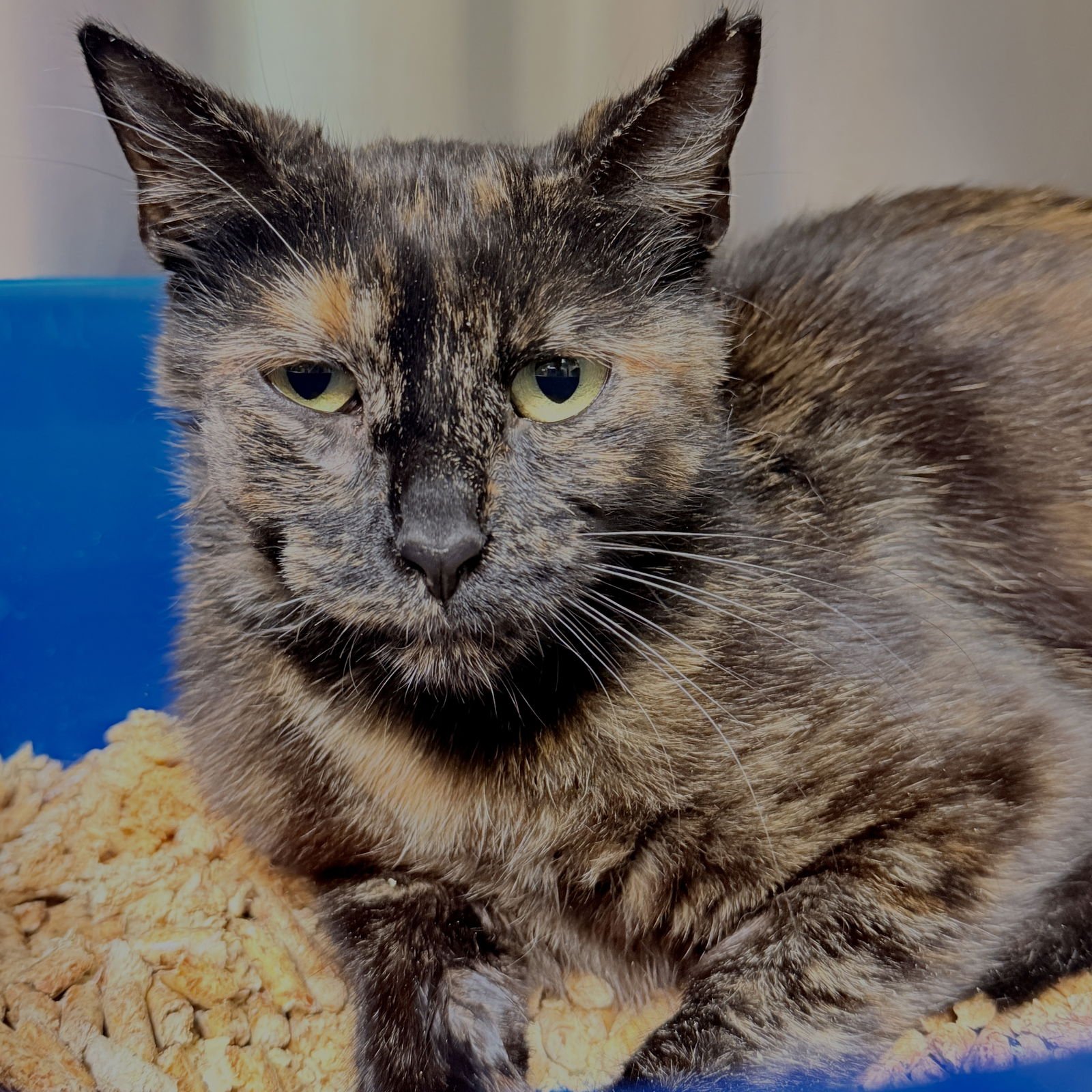 MADELEINE - Domestic Short Hair available for adoption