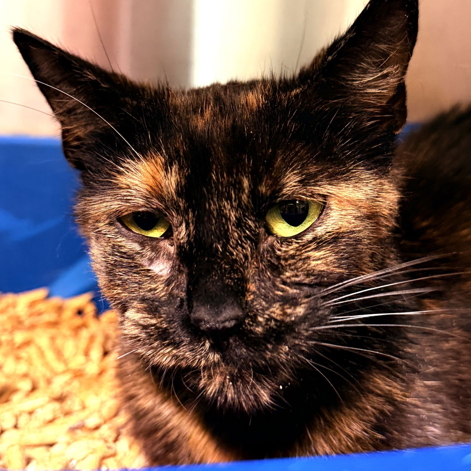 MADELEINE - Domestic Short Hair available for adoption