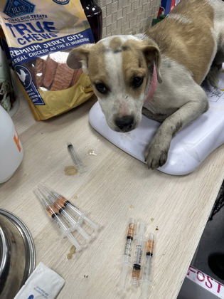 BLOSSOM - American Pit Bull Terrier available for adoption