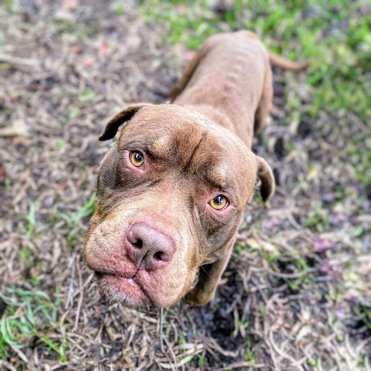 NOUGAT - American Pit Bull Terrier available for adoption