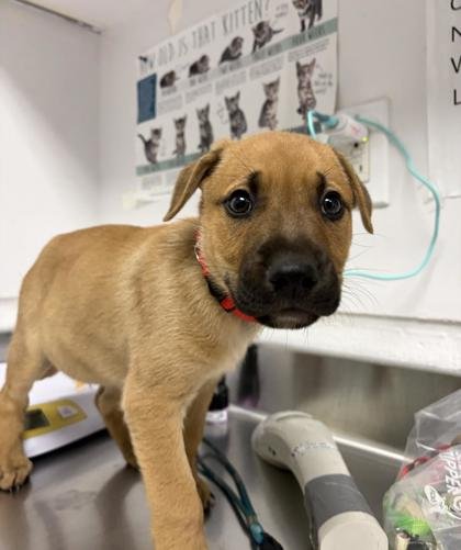 IRON MAN - German Shepherd Dog / Pit Bull Terrier available for adoption