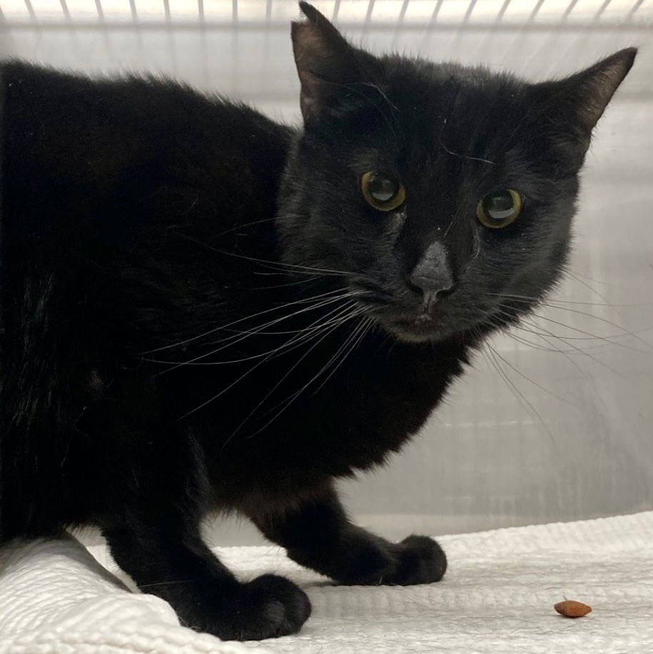 BACHE (BONDED W/TABBY) - Domestic Short Hair available for adoption