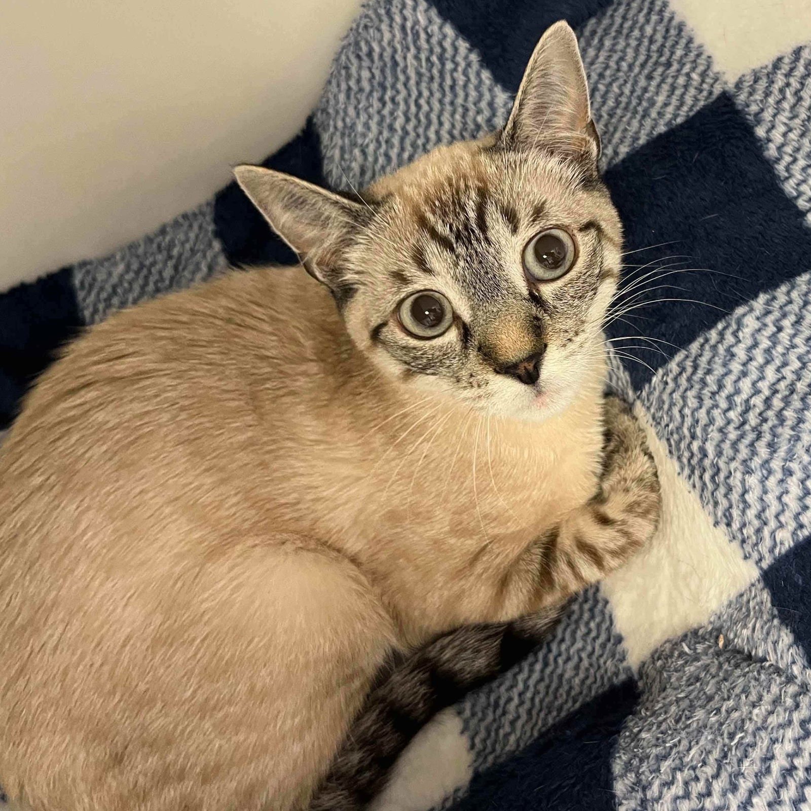 ROSAMUND (BONDED W/ POSY) - Domestic Short Hair available for adoption