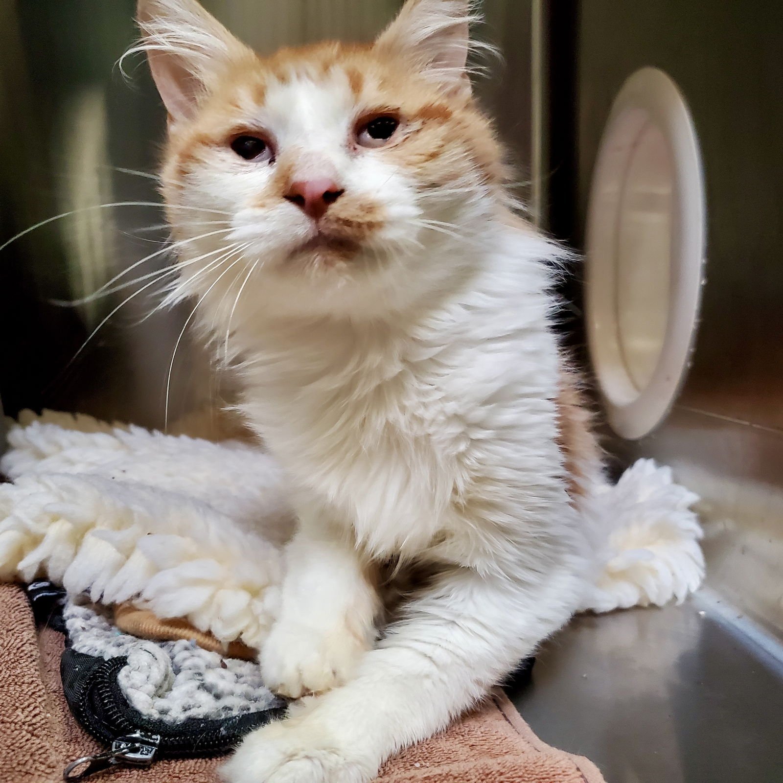 BUTTERCUP - Domestic Medium Hair available for adoption