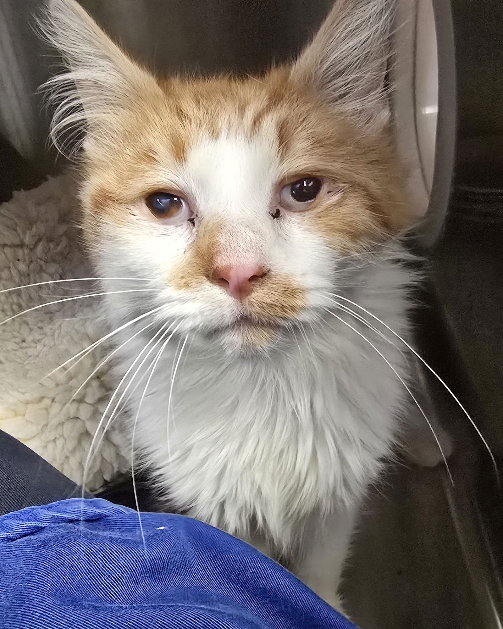 BUTTERCUP - Domestic Medium Hair available for adoption