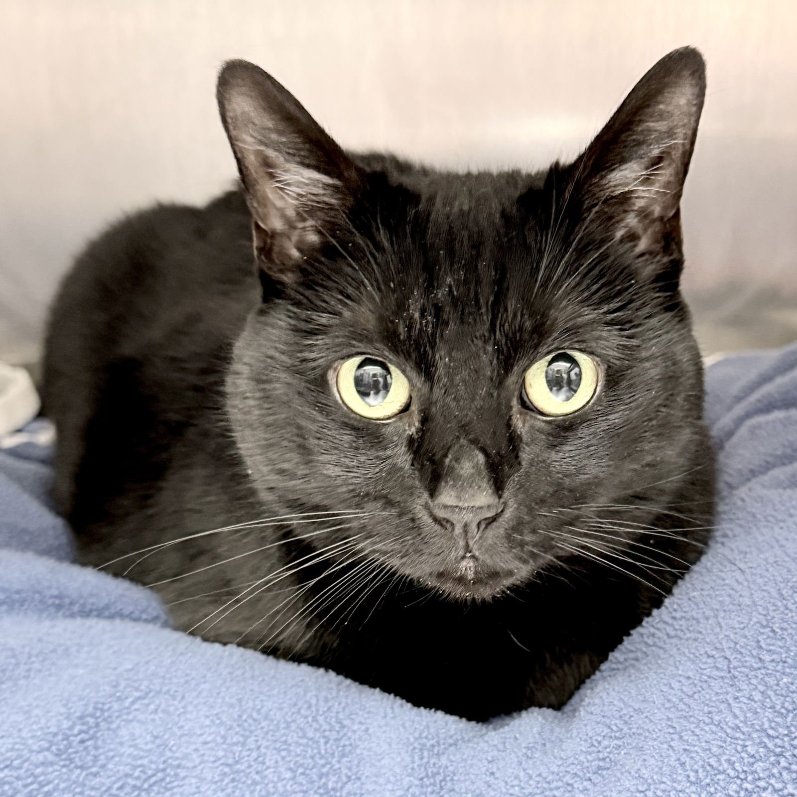 PUMA - Domestic Short Hair available for adoption