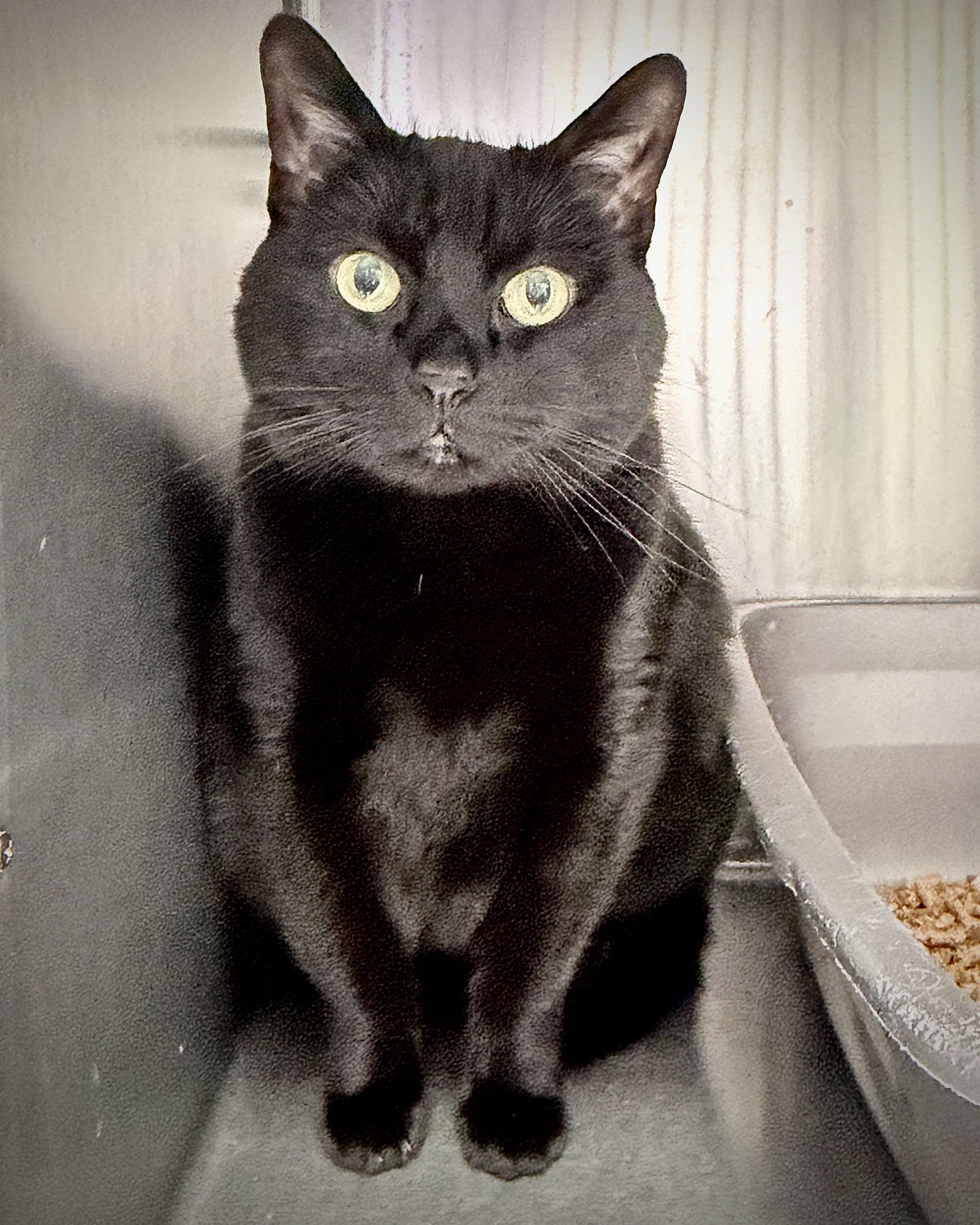 PUMA - Domestic Short Hair available for adoption