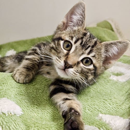 ANAKIN (BONDED W/ AHSOKA) - Domestic Short Hair available for adoption