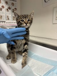 Anakin (bonded w/ Ahsoka) - Photo 1