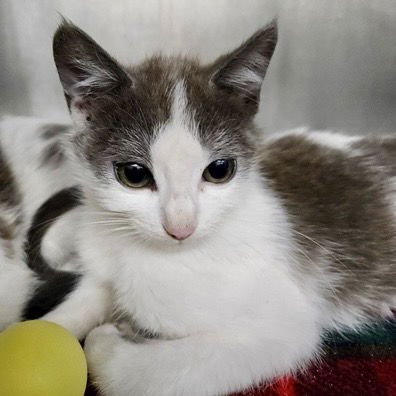 ROQUEFORT (BONDED W/STILTON) - Domestic Short Hair available for adoption