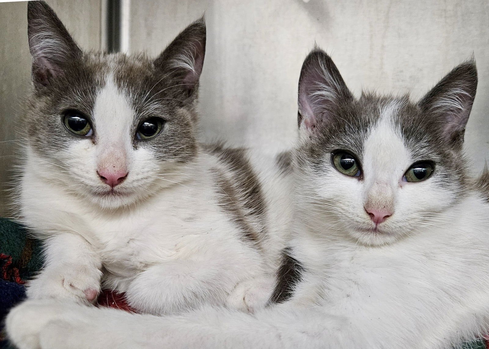 ROQUEFORT (BONDED W/STILTON) - Domestic Short Hair available for adoption