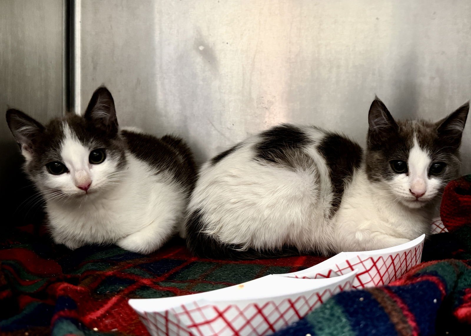 Roquefort (bonded w/Stilton) - Photo 3