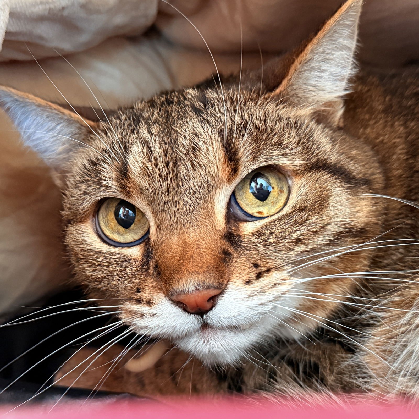 FREYJA (BONDED W/ SOUSUKE) - Domestic Short Hair available for adoption