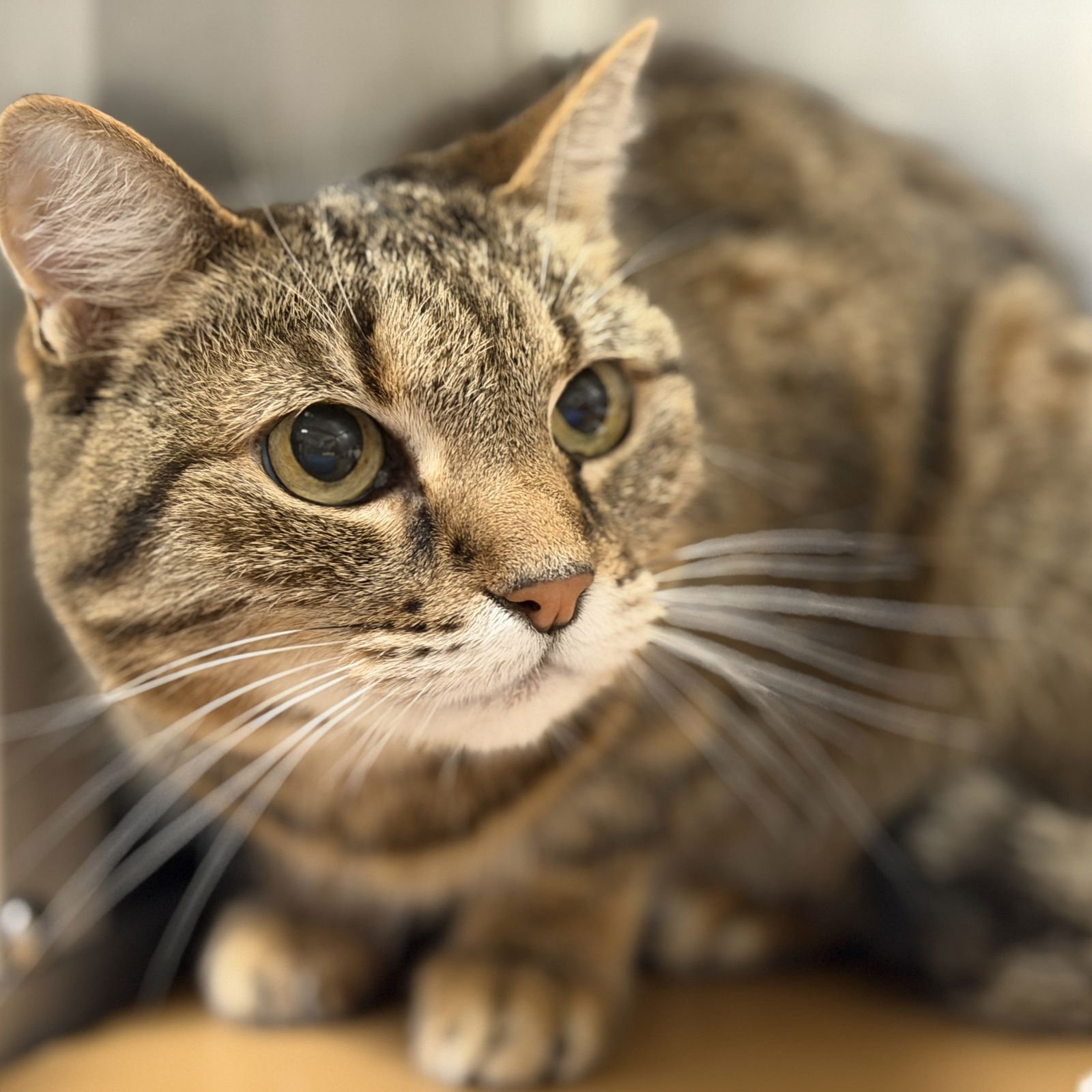 FREYJA (BONDED W/ SOUSUKE) - Domestic Short Hair available for adoption