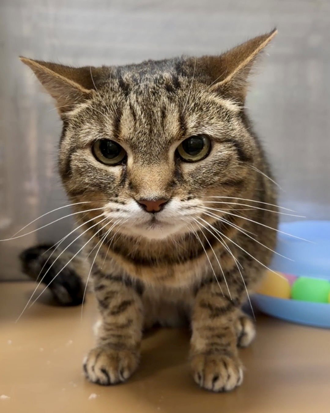 Freyja (bonded w/ Sousuke) - Photo 3