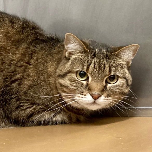 Freyja (bonded w/ Sousuke) - Photo 4