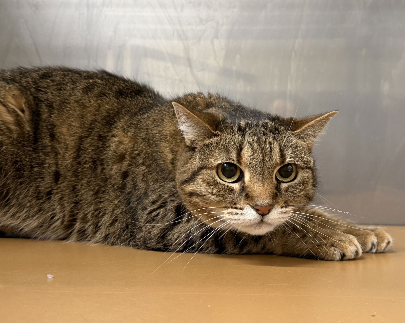 Freyja (bonded w/ Sousuke) - Photo 6