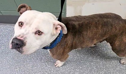 TWAIN - American Pit Bull Terrier available for adoption