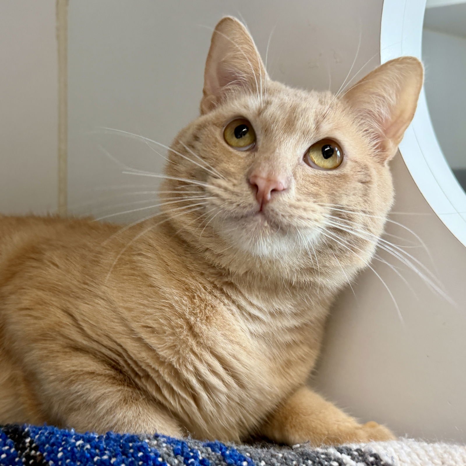 MANGO - Domestic Short Hair available for adoption