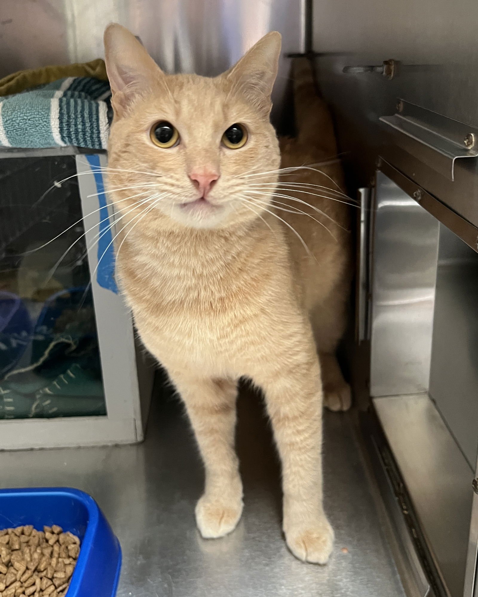 MANGO - Domestic Short Hair available for adoption