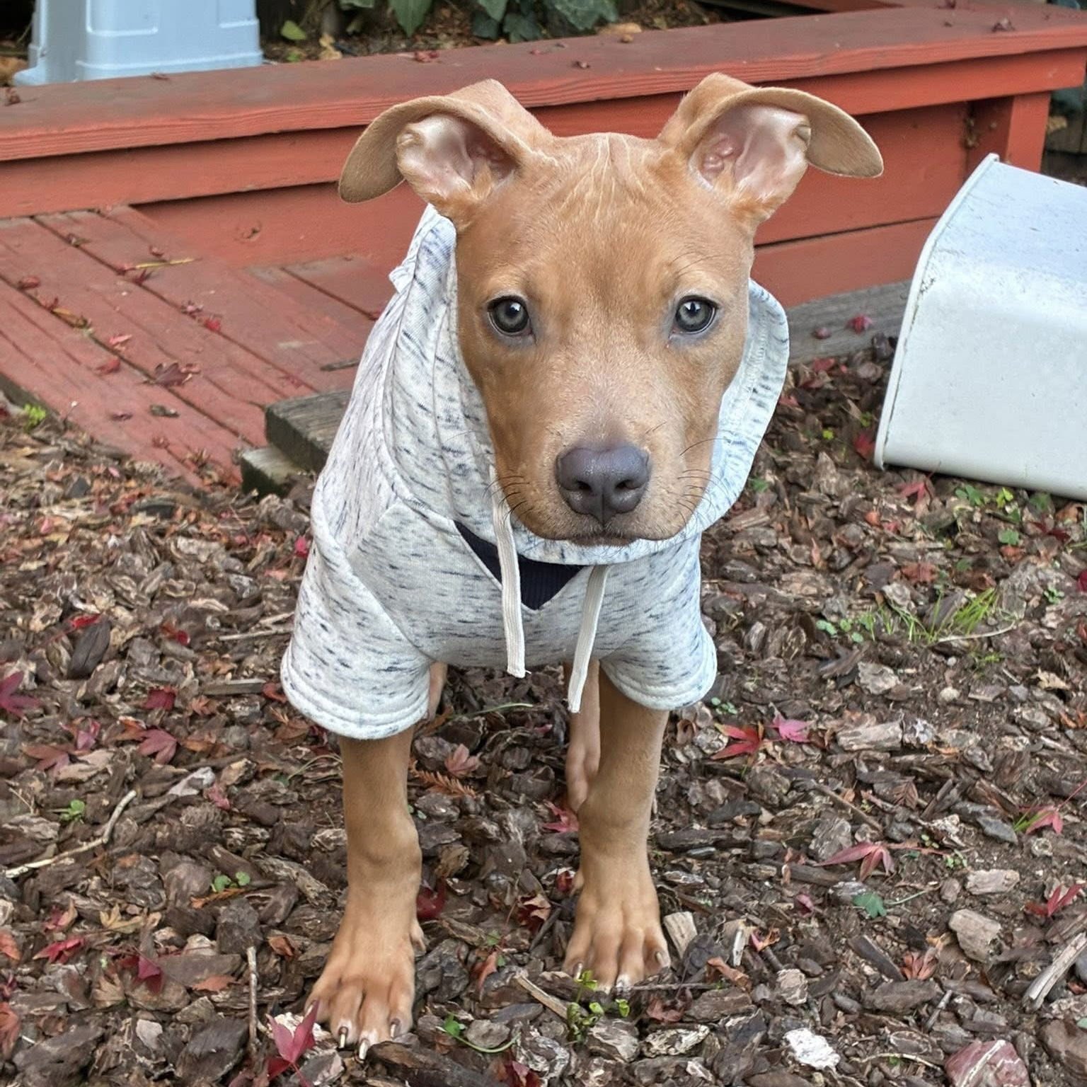DOBBY - Pit Bull Terrier available for adoption