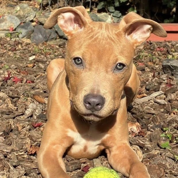 DOBBY - Pit Bull Terrier available for adoption