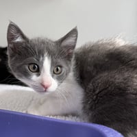 Alexander the Paw - Photo 1