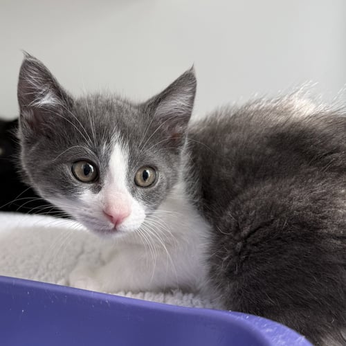 ALEXANDER THE PAW - Domestic Short Hair available for adoption