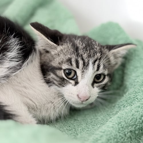 BAKERSFIELD (BONDED W/ BLYTHE) - Domestic Short Hair for adoption in San Francisco