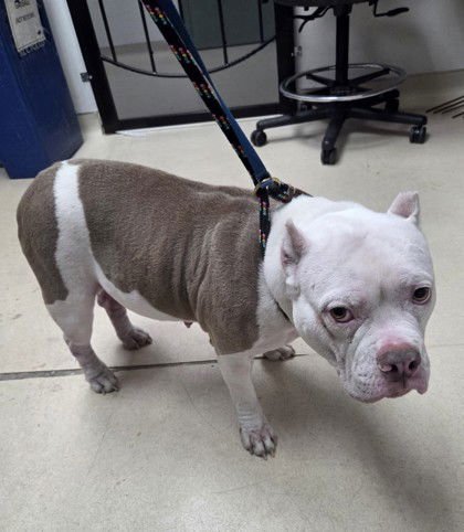 AMBERLEE - Bulldog available for adoption