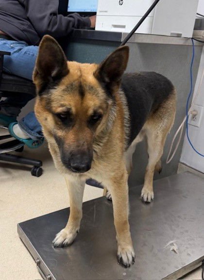 CASPIAN - German Shepherd Dog available for adoption