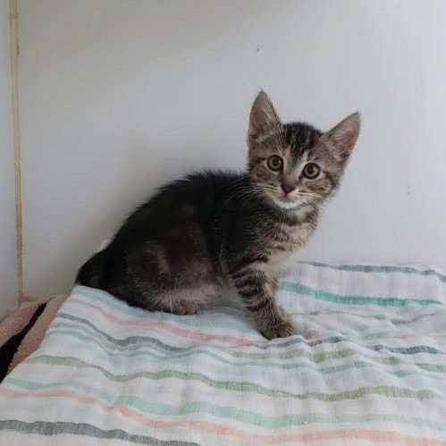 LITTLE STONE (BONDED W/ FENNEL SEED) - Domestic Short Hair available for adoption