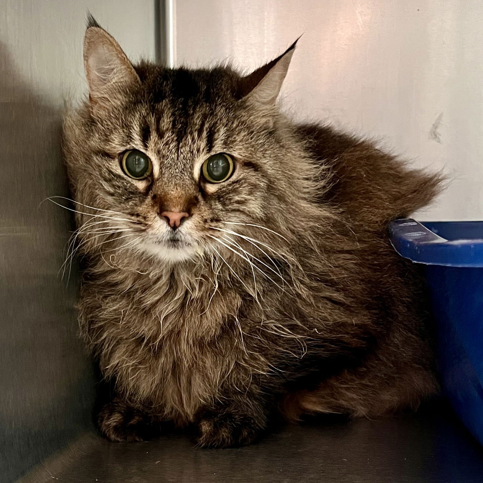 ITY-BITY - Domestic Medium Hair available for adoption