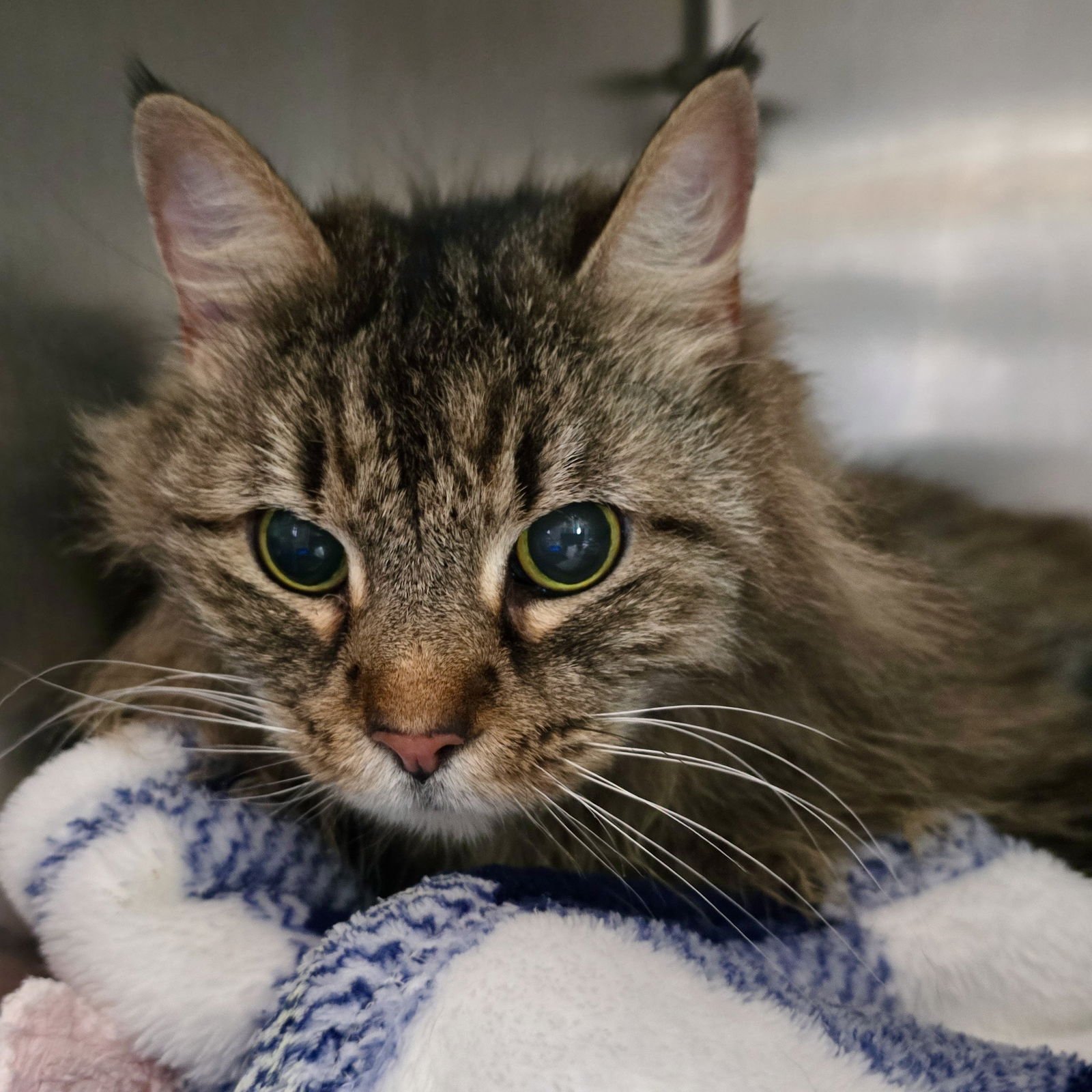 ITY-BITY - Domestic Medium Hair available for adoption