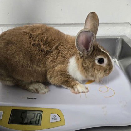 MAYA ANGELOU - Lionhead available for adoption